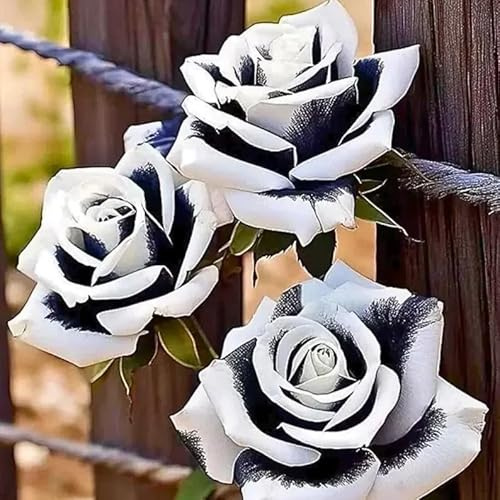 Rosa perenne rara – Tallo de rosa – Arbusto perenne – Resistente y fácil de cultivar – Hermosa decoración para el jardín y el balcón-1 root-I