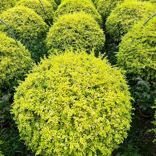 Semillas de aligustre - resistentes exteriores que requieren pleno sol orgánicas jardín jardín rocas interior en balcón 150pcs