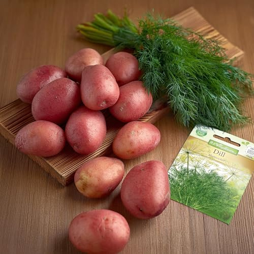 Pflanzkartoffeln Birgit, Steckkartoffeln, Saatkartoffel, Kartoffel zum Pflanzen plus Saatguttüte Dill Blattreicher (Birgit)