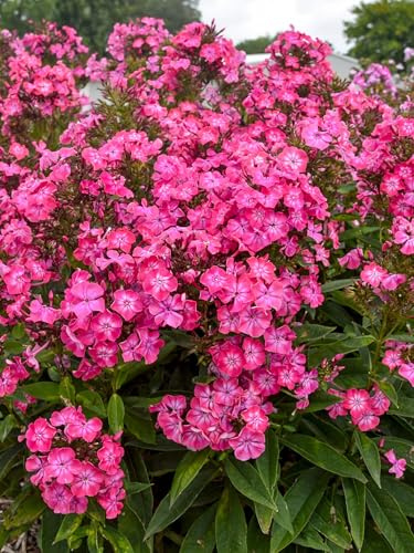 Perennial Farm Marketplace (Summer Phlox) Perennial, Size-#1 Container Phlox paniculata Luminary® ‘Pink Lightning’, Shocking Bright Pink Blooms with Mildew-Resistant Foliage