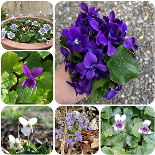 Semillas de violetas fragantes - semillas de silvestres Viola odorata - de jardín raras balcón 100pcs