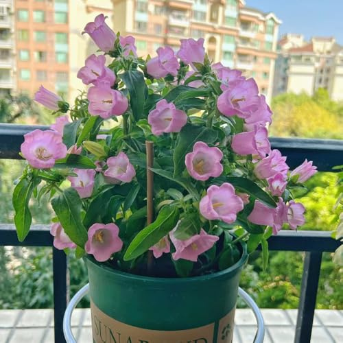 campanule - campanula semi di per balcone balcone recisi ombra semi di selvatici ornamentali per zone soleggiate selvatici esotici giardino, 100semi