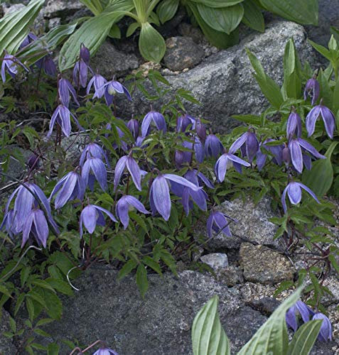 Alpen Waldrebe 100-125cm - Clematis alpina