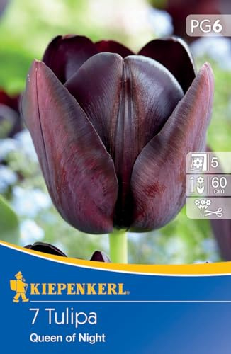 Kiepenkerl Einfache späte Tulpe Queen of Night 507883 – Blumenzwiebeln, purpurschwarze Blüten, Tulpenzwiebeln winterhart mehrjährig, ideal als Schnittblume