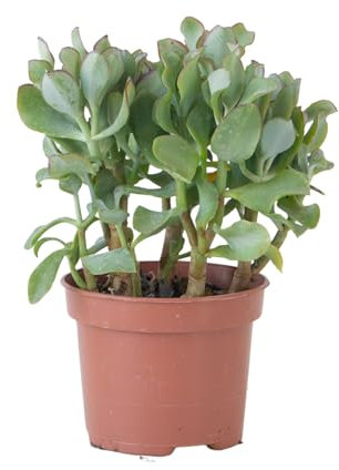 Plant in a Box - Pianta di giada - Crassula arborescens 'Curly' - Altezza 15-25 cm - Vaso 12 cm - Succulenta - Blu-verde