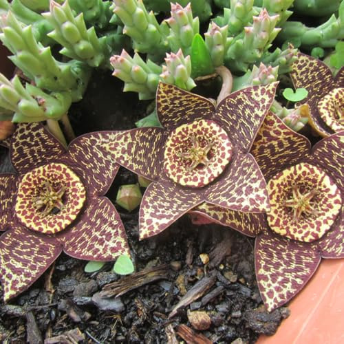 semillas de stapelia, resistentes, resistentes para jardín, Macizo, decoración otoñal 80pcs