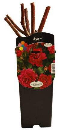 Rosal de Flor de Color Rosa Oscuro muy Intenso con Fragancia en Maceta Pequeña
