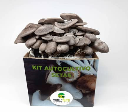 Kit Autocultivo Setas