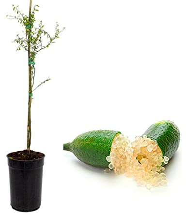 Caviar cítrico - Plantón de 1 metro de finger lime - Árbol del caviar de limón