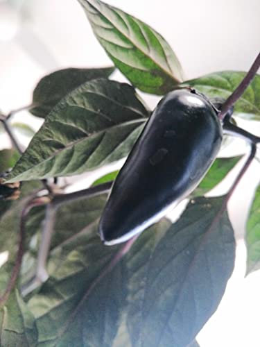 Count Dracula Chilli Seeds - 12 Fresh Seeds - Fantastic Dark Foliage Looking Pepper Plant