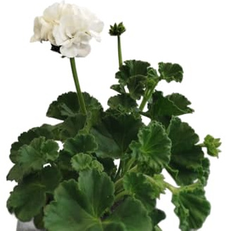 DECOALIVE Geranio Blanco Natural – Planta Viva con Flores Blancas – Ideal para Jardín, Terraza o Balcón