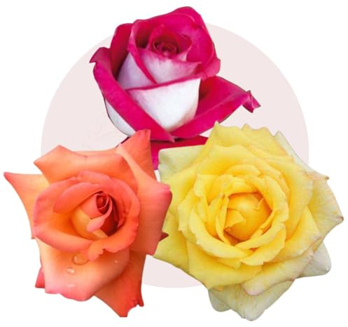 3 Rose Vive – Kit Sinfonia di Colori, 3 Rose Rifiorenti in Vaso Rose Barni®, Fiori Grandi e Profumati, Varietà Multicolor (Cod. 42351)
