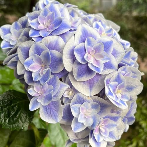 semi di ortensia resistenti, esterno, aiuola rialzata da giardino, perenni, 350pcs