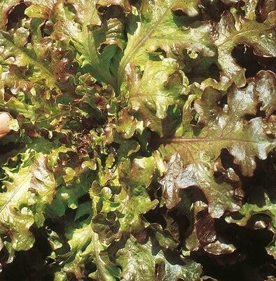 Buy4seeds 11000 Seeds Lettuce Salad Bowl red Easy to Grow Garden Yard Patio