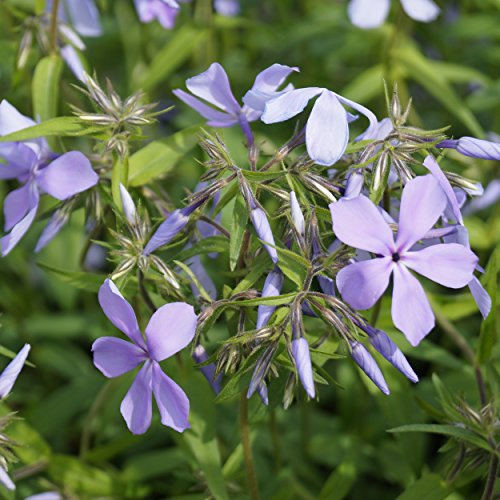 Blumixx Stauden Phlox divaricata 'Clouds of Perfume' – Wald-Phlox, hellblau blühend, winterharte Staude, duftend, für Naturgarten