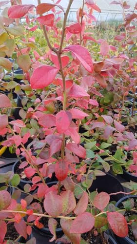 Vaccinium corymbosum 'Denise Blue' / Myrtillier Denise Blue/conteneur de 3 à 4 litres/Fruitier