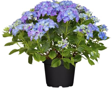 Hortensia Azul Natural – Planta de Fácil Cuidado y Alta Durabilidad