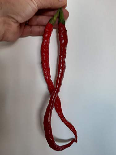 SEMI PEPERONCINO LAZZARETTO ABBRUZZESE