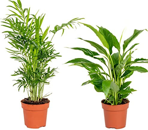 Duo de Plantas Purificadoras del Aire: Palmera de Interior (Chamaedorea Elegans) y Lirio de la Paz (Spathiphyllum) Plantas Naturales para el Hogar, DECOALIVE