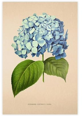 Vintage Hydrangea Hortensia Rosea Flower Canvas Poster Bedroom Decor Landscape Office Room Decor Gift 20x30inch(50x75cm)