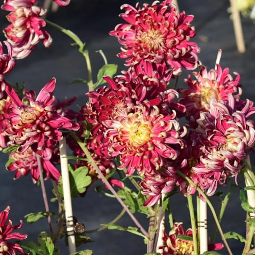crisantemo arbusto di farfalle di primavera bonsái interni semi tagliati semi selvatico estate decorazione giardino reale 500pcs