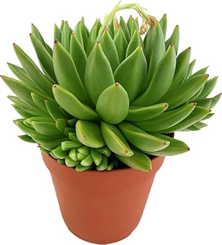Crasa Natural Echeveria Agavoides Fácil de Mantener