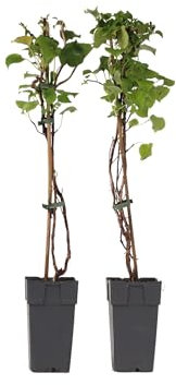 Plant in a Box - Hydrangea anomala Petiolaris – 2er-Set – Kletterhortensie – ⌀15 cm – Höhe 60–70 cm