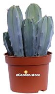 Pianta di Cereus Myrtillocactus cactus da esterno o da interno pianta grassa ornamentale vera venduto da eGarden.store (Vaso 10 cm)