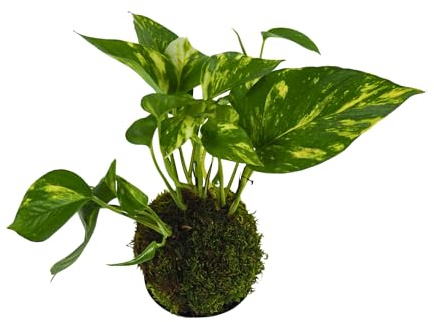 Greendama Kokedama Pothos Variegato - Realizzato a mano - Made in Italy - Pianta vera da interno (L)