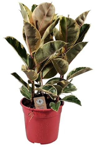 Green Bubble Trendyplants – Ficus Elastica Tineke – Albero di gomma – Pianta d'appartamento – Altezza 75 – 95 cm – Dimensioni vaso Ø 27 cm