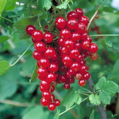 große Rote Johannisbeere Jonkheer van Tets leckere Früchte 40-60 cm Busch Form