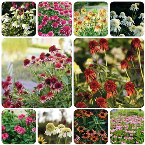 semillas de equinácea orgánicas - variedades antiguas, jardín resistentes decoración exóticas 1000pcs