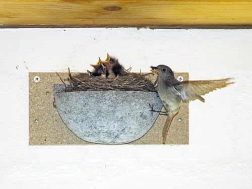 Naturschutzprodukt Satz 2 Stück Rauchschwalbe Nistkasten Nisthöhle Nisthilfe Rauchschwalbennest-Einzelnest Typ Nr. 10 aus Holzbeton Höhe 11 cm