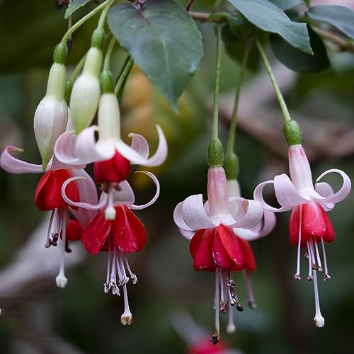 200 piezas semillas colgantes fucsia - maceta plantas decorativas jardín plantas en maceta Fucsia hybrida, semillas fucsias semillas semillas de abeja pradera semillas de jardín macetas