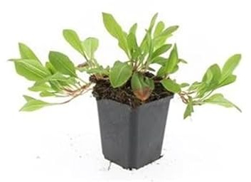 Bodendecker Persicaria aff. 'Darjeeling Red' 9cm Topf Set mit 6 Pflanzen