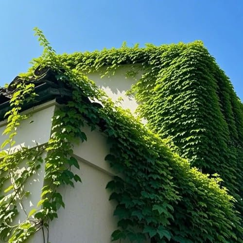 semi di vite selvatica, vite americana, decorazione del balcone decorazione da giardino per decorative da esterno rare prodotti sostenibili giardino 50pcs