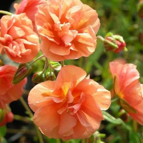 Blumixx Stauden Helianthemum Hybride 'Junges Apricot' – Sonnenröschen, apricot blühend, winterharte Staude, pflegeleicht, für Steingarten
