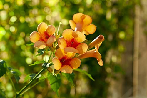 Campsis radicans 'Indian Summer' 60–100 cm – Winterhart, Mehrjährig, Pflegeleicht – Trompetenblume – Kletterpflanze für Pergola & Rankhilfe