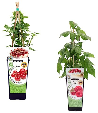 Pack Frutos Rojos: Arbusto de Grosella + Arbusto de Frambuesa Naturales