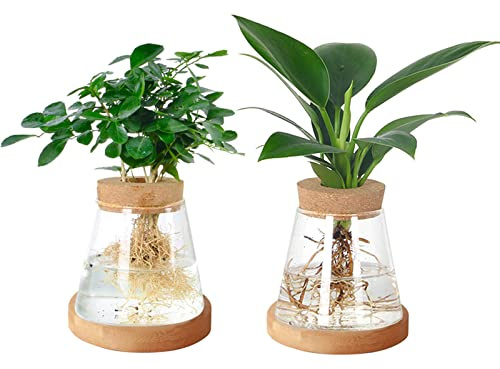 2 Stück Schreibtisch-Pflanzen-Anzuchtstation, Terrarium-Glas-Pflanzgefäß-Vase mit Korkdeckel und Bambus-Ständer für Aquaponik, Hydrokultur, Heimbüro, Schreibtischdekoration, Gartenarbeit, Geschenke