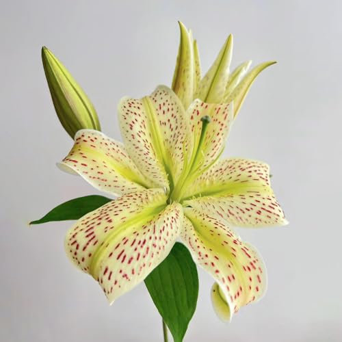 5 pcs lilien zwiebeln kaufen - Lilium brownii - winterharte kübelpflanzen, nachhaltige geschenke für frauen riesenlilien baumlilien winterhart knollen blumen deko, steingartenpflanzen