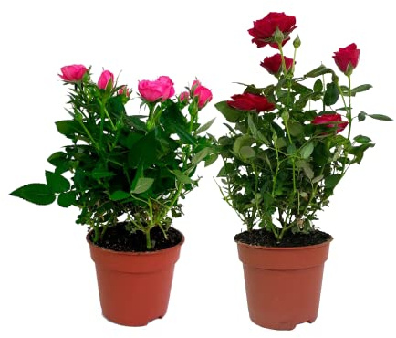 Rosal Mini DECOALIVE Set de 2 Unidades Plantas con Flores de Colores
