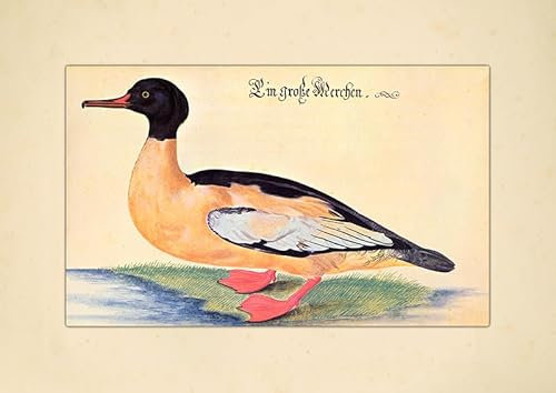 Un gran merchen ganso asador pájaro de pato pájaro acuático Leonhardt Baldner 011