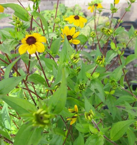 Oktober-Sonnenhut - Rudbeckia triloba - Dreilappiger Sonnenhut