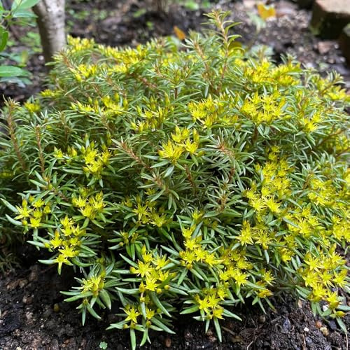 semillas de sedum interior resistentes en sostenibles decoraciones 40pcs