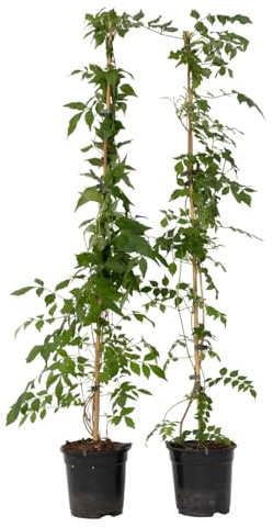 Plant in a Box - Campsis 'Flava' XL ​​​​- 2er-Set - Gartenpflanze - Kletterpflanze - ⌀17 cm - Höhe 110 cm