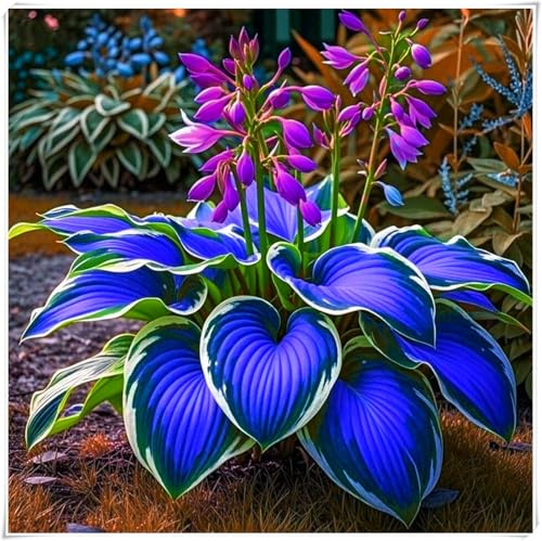rare-Ideal für deutsche Gärten,winterharte,winterharte für garten,Winterharte für Innenräume und Gärten, Hosta Rhizome-4 Rhizome-D