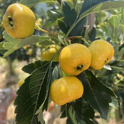 WeißDorn - obstpflanzen nachhaltige geschenke exotische winterfeste balkon schnell wachsende sträucher gartenpflanzen winterhart mehrjährig baumsamen gartendeko für draußen obstbäume 45samen