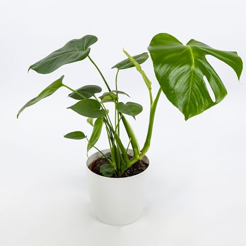 Vivai le Georgiche - Pianta vera di Monstera deliciosa - vaso Ø 17 cm