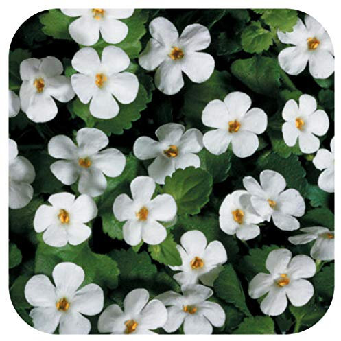 Bacopa Snowflake White Cutting Raised Basket Plug Plants x 5 Perennial